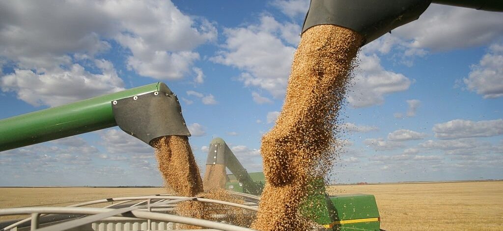 wheat farming (1)