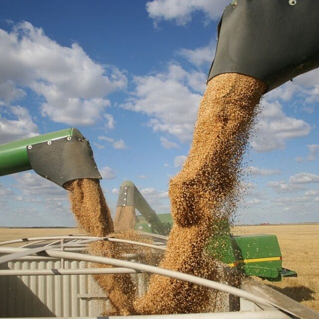 wheat farming (1)