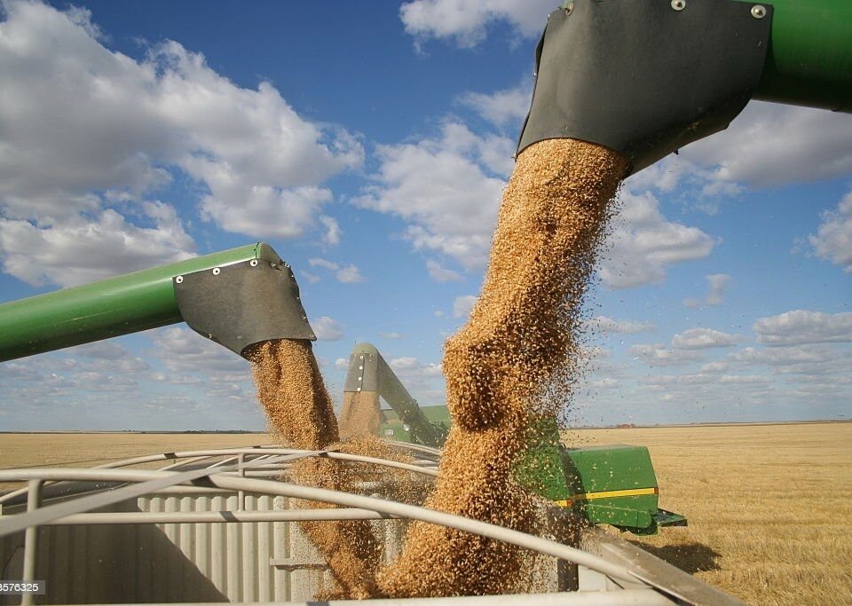 wheat farming (1)